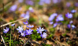 Sinoptikė žada permainingą savaitę ir pavasariškai šiltas Velykas