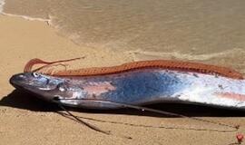 Paskutinio teismo dienos žuvys