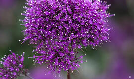 Kvapnus gražuolis namams ir sodui: kodėl vis daugiau gėlių augintojų jį renkasi