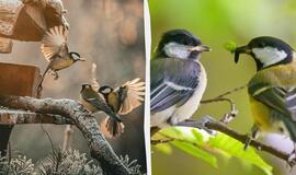 Zylės stebina mokslininkus