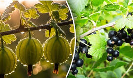 kodėl serbentai ir agrastai smulkėja ir kaip išgelbėti krūmus