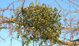 kaip apsaugoti sodo medžius nuo amalo