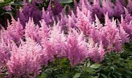 kaip paversti sodo sklypą žydinčiu rojumi