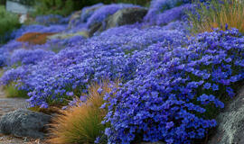 Mėlynas krioklys jūsų sodyboje