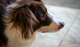 Australų aviganis, šuo