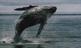 Kiek sveria banginis