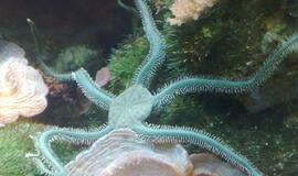 Ofiura gyvena Antarktidoje