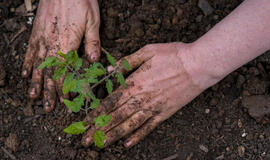 Ką dėti į duobutes sodinant paprikas ir pomidorus, kad sodinukai greitai prigytų