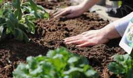 10 augalų, kurių niekada neturėtumėte auginti iš sėklų