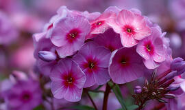 ši flioksų veislė taps ryškiu akcentu jūsų gėlyne