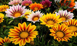 pasodinu, ir jau pirmąją vasarą jie pražysta vešliais žiedynais