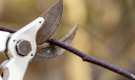 Mokslininkai nustatė, kad augalai moka „rėkti“: mes jų tiesiog negirdėjome