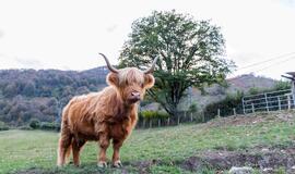 Hailendų veislės jaučiai