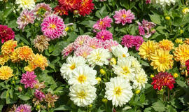 Kaip ir kada sodinti jurginus