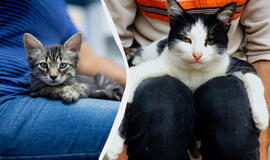 Kodėl katė nuolat sėdi ar guli ant žmogaus: ką tai reiškia