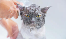 Kaip dažnai reikia maudyti katę