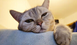 Kodėl katės laksto prieš ir po apsilankymo kraiko dėžutėje?