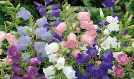 3 gėlės, panašios į varpelius – žydi bet kuriame regione