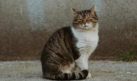 Katinas, beglobis gyvūnas