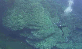 Povandeninio ugnikalnio krateryje rastas 2050 metų koralas milžinas