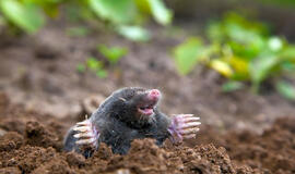 Ką pilti į kurmio urvą?