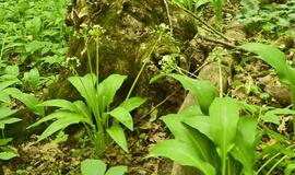 Kaip atskirti laukinį česnaką nuo čemericos