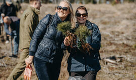 Bus pasodinta 16 tūkst. paprastosios pušies sodinukų