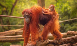 Turistės manikiūras pakerėjo mažąjį orangutangą