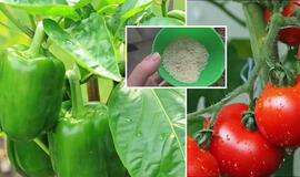 Šaukštas į duobutę – ir pomidorų derlius padidės 10 kartų