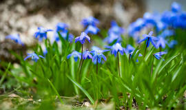 Sinoptikė: naktimis dar kandžiosis šalnos, tačiau dienos šiltės