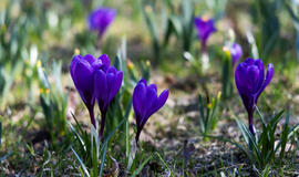 Pavasariški orai neskuba: kritulių bus mažiau, tačiau šiluma dar nedžiugins