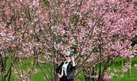 Sakuros, žydėjimas