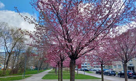 Sakuros, Naujamiesčio gatvė