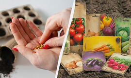 Šios sėklos nesudigs net puikiai prižiūrint: į ką atkreipti dėmesį perkant