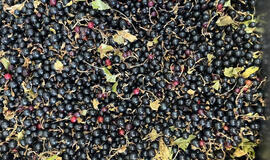 Pavasariniai pusryčiai serbentams: