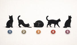 Pasirinkite katę ir sužinokite, ką jums laikas keisti savo elgesyje