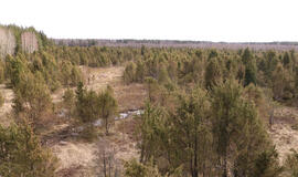 Šauklių riedulynas-kadagynas