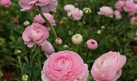 Pasėkite balandį – birželį visas sodas skendės rožiniame debesyje