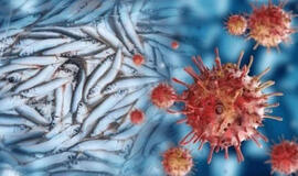 Su žalia žuvimi siejamas virusas gali pažeisti akis