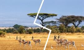 Afrika