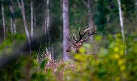 Briedis