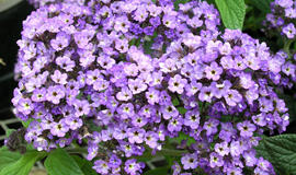 heliotropas