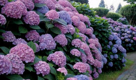 hortenzijos