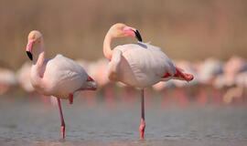 flamingai