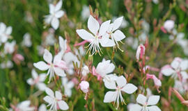 gaura
