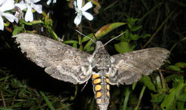 Manduca sexta