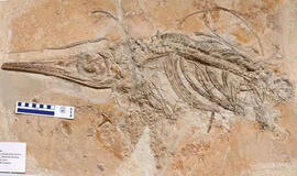 Jabalisaurus tethyensis – vidutinio dydžio oftalmozaurų grupės ichtiozauras