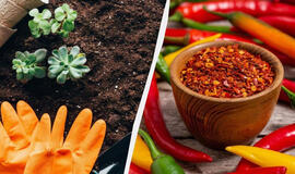 Kajeno pipirai padės atbaidyti nekviestus svečius iš jūsų sodo