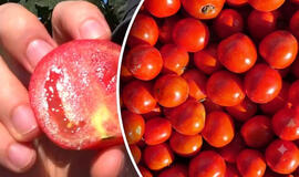 pomidorai