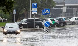 Liūtis Vakarų Lietuvoje